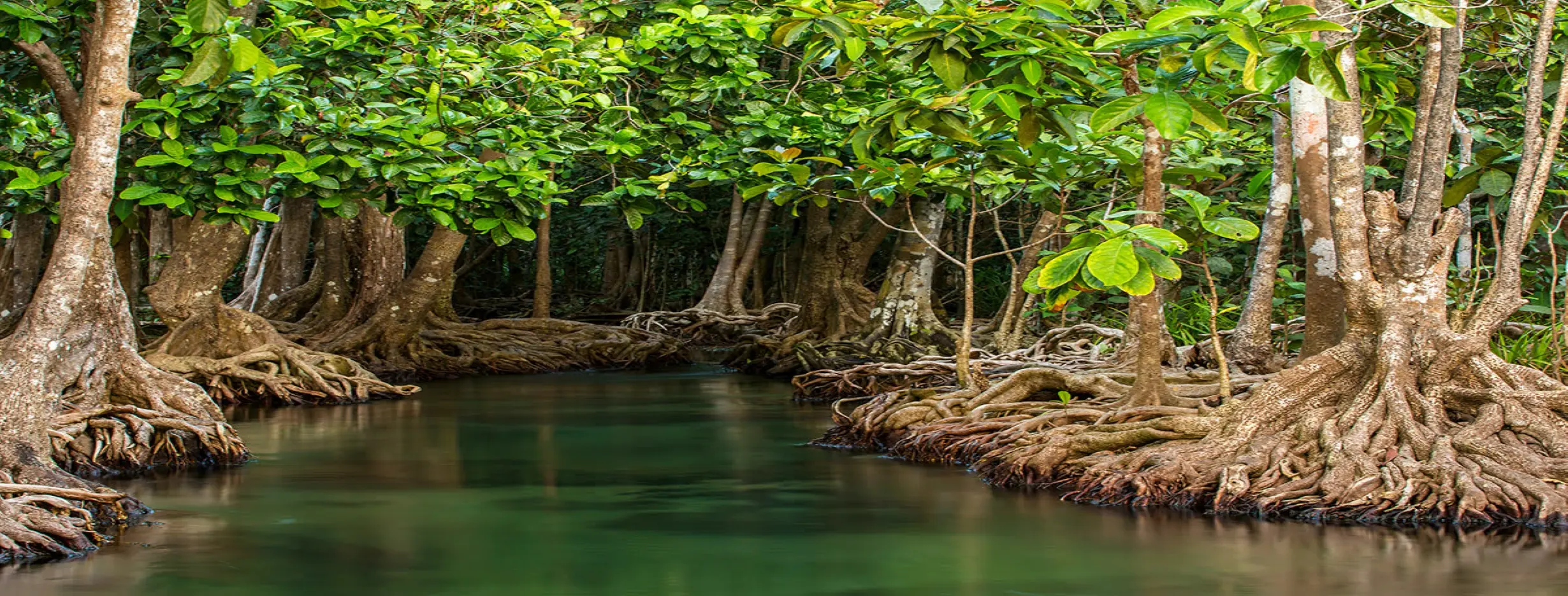 Image for Godoria Mangroves